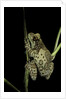 Phrynohyas resinifictrix (Amazon milk frog) by Anonymous