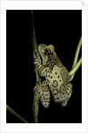 Phrynohyas resinifictrix (Amazon milk frog) by Anonymous
