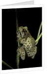 Phrynohyas resinifictrix (Amazon milk frog) by Anonymous