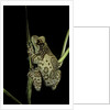 Phrynohyas resinifictrix (Amazon milk frog) by Anonymous