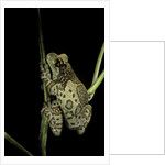 Phrynohyas resinifictrix (Amazon milk frog) by Anonymous