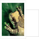 Phrynohyas resinifictrix (Amazon milk frog) by Anonymous