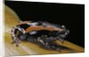 Phrynomantis bifasciatus (banded rubber frog) by Anonymous