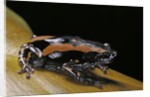 Phrynomantis bifasciatus (banded rubber frog) by Anonymous