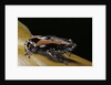 Phrynomantis bifasciatus (banded rubber frog) by Anonymous