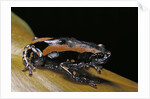 Phrynomantis bifasciatus (banded rubber frog) by Anonymous