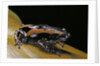 Phrynomantis bifasciatus (banded rubber frog) by Anonymous