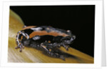 Phrynomantis bifasciatus (banded rubber frog) by Anonymous
