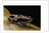 Phrynomantis bifasciatus (banded rubber frog) by Anonymous
