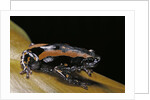 Phrynomantis bifasciatus (banded rubber frog) by Anonymous