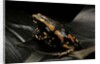 Phrynomantis bifasciatus (banded rubber frog) by Anonymous
