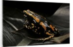 Phrynomantis bifasciatus (banded rubber frog) by Anonymous