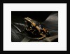 Phrynomantis bifasciatus (banded rubber frog) by Anonymous