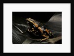 Phrynomantis bifasciatus (banded rubber frog) by Anonymous