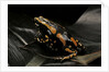 Phrynomantis bifasciatus (banded rubber frog) by Anonymous