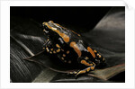 Phrynomantis bifasciatus (banded rubber frog) by Anonymous