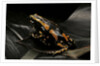 Phrynomantis bifasciatus (banded rubber frog) by Anonymous