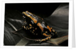 Phrynomantis bifasciatus (banded rubber frog) by Anonymous