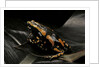 Phrynomantis bifasciatus (banded rubber frog) by Anonymous
