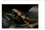 Phrynomantis bifasciatus (banded rubber frog) by Anonymous