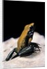 Phyllobates bicolor (black-legged dart frog) by Anonymous