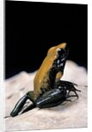 Phyllobates bicolor (black-legged dart frog) by Anonymous