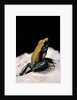 Phyllobates bicolor (black-legged dart frog) by Anonymous