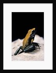 Phyllobates bicolor (black-legged dart frog) by Anonymous