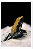 Phyllobates bicolor (black-legged dart frog) by Anonymous