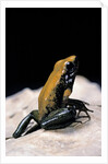 Phyllobates bicolor (black-legged dart frog) by Anonymous