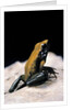 Phyllobates bicolor (black-legged dart frog) by Anonymous