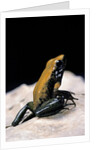 Phyllobates bicolor (black-legged dart frog) by Anonymous