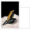 Phyllobates bicolor (black-legged dart frog) by Anonymous