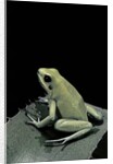 Phyllobates terribilis f. mint (golden poison frog) by Anonymous
