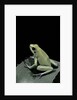 Phyllobates terribilis f. mint (golden poison frog) by Anonymous