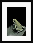 Phyllobates terribilis f. mint (golden poison frog) by Anonymous