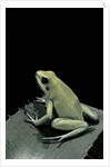 Phyllobates terribilis f. mint (golden poison frog) by Anonymous