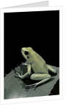 Phyllobates terribilis f. mint (golden poison frog) by Anonymous