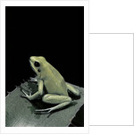 Phyllobates terribilis f. mint (golden poison frog) by Anonymous