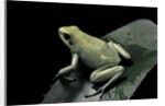 Phyllobates terribilis f. mint (golden poison frog) by Anonymous