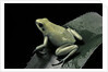 Phyllobates terribilis f. mint (golden poison frog) by Anonymous