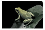 Phyllobates terribilis f. mint (golden poison frog) by Anonymous