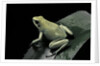 Phyllobates terribilis f. mint (golden poison frog) by Anonymous