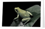 Phyllobates terribilis f. mint (golden poison frog) by Anonymous