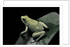 Phyllobates terribilis f. mint (golden poison frog) by Anonymous