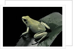 Phyllobates terribilis f. mint (golden poison frog) by Anonymous