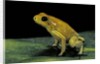 Phyllobates terribilis (golden poison frog) by Anonymous