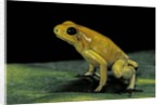 Phyllobates terribilis (golden poison frog) by Anonymous
