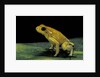 Phyllobates terribilis (golden poison frog) by Anonymous