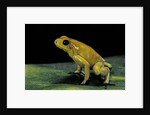Phyllobates terribilis (golden poison frog) by Anonymous